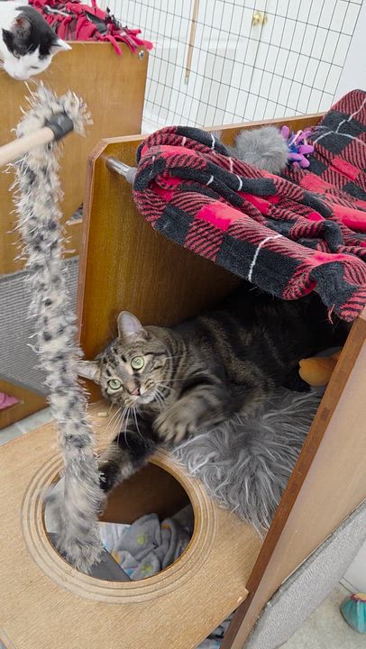 Enlarge Beans, a ADOPTABLE mixed breed in Carsonville, MI video 3/3
