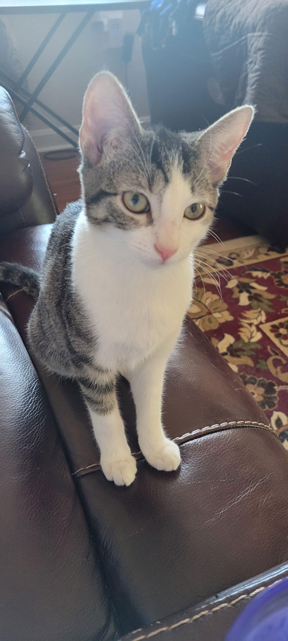 Samantha, Adoptable, Young Female American Shorthair.