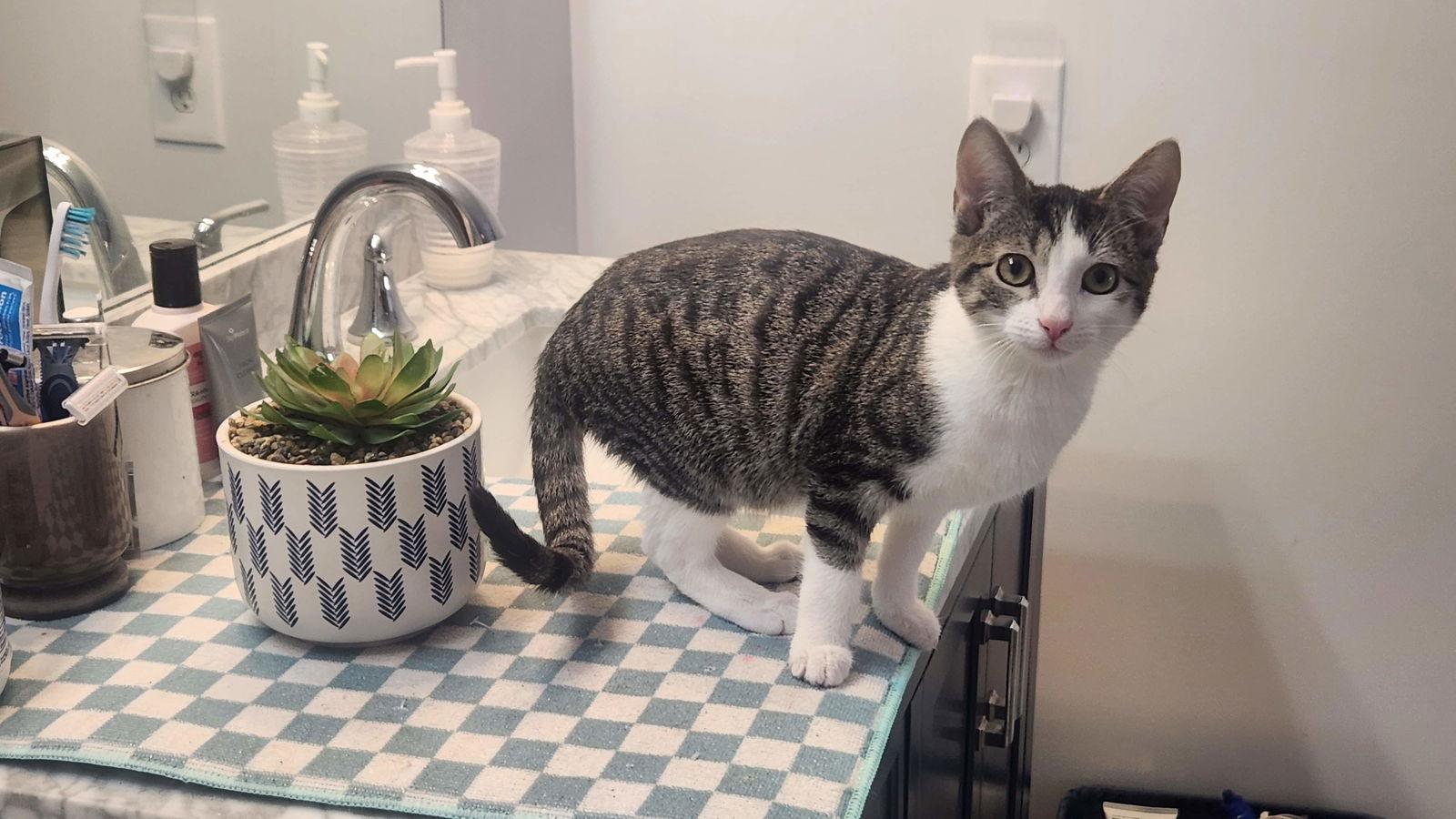 Enlarge Samantha, a Adoptable American Shorthair in Roanoke, AL image 2/2