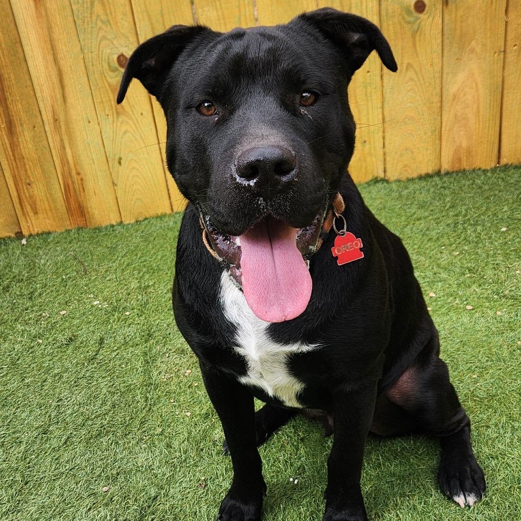 Oreo KA, Adult Male American Staffordshire Terrier