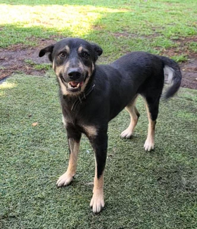 Enlarge Mario, a ADOPTABLE German Shepherd Dog in San Francisco, CA image 2/2