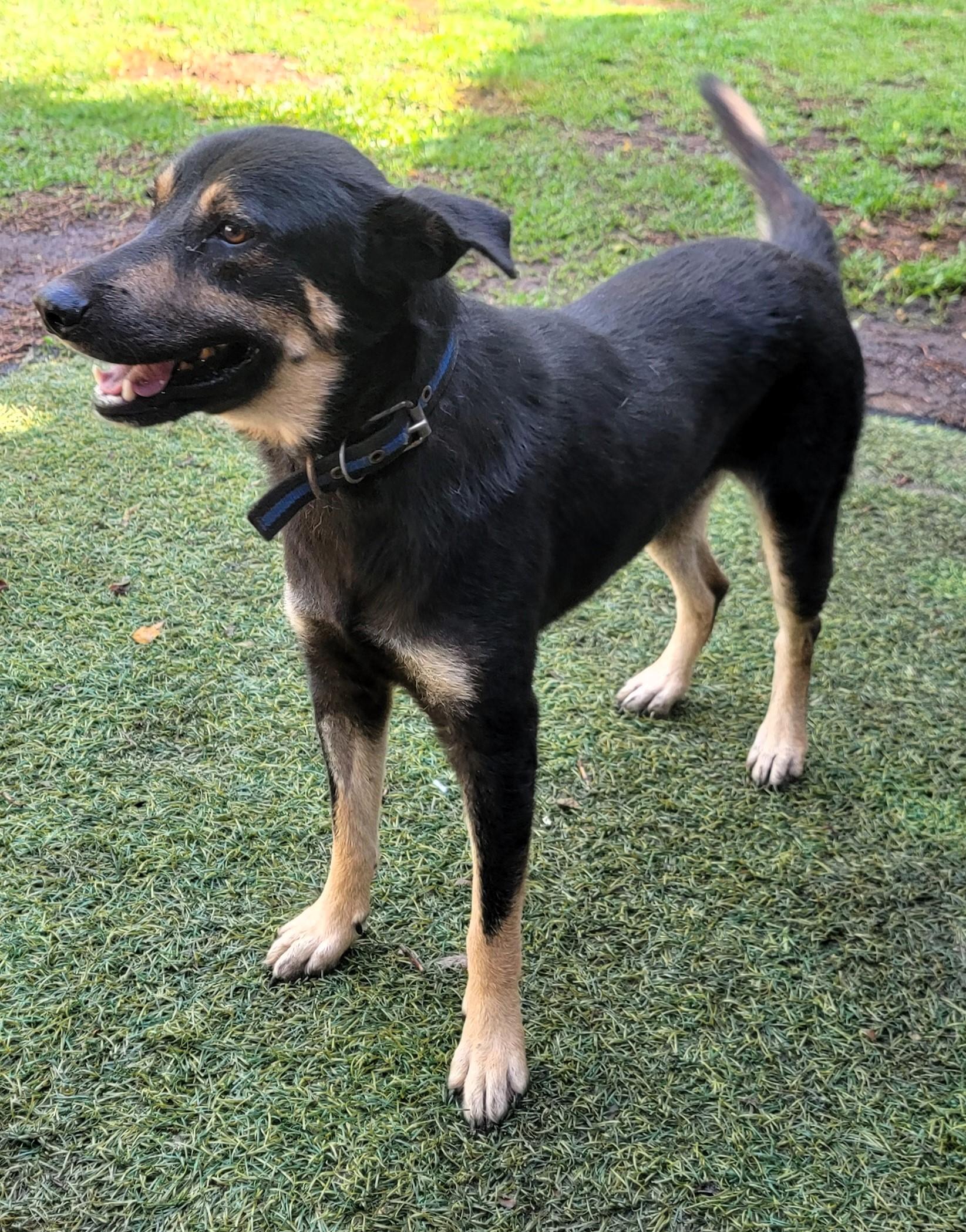 Enlarge Mario, a ADOPTABLE German Shepherd Dog in San Francisco, CA image 1/2