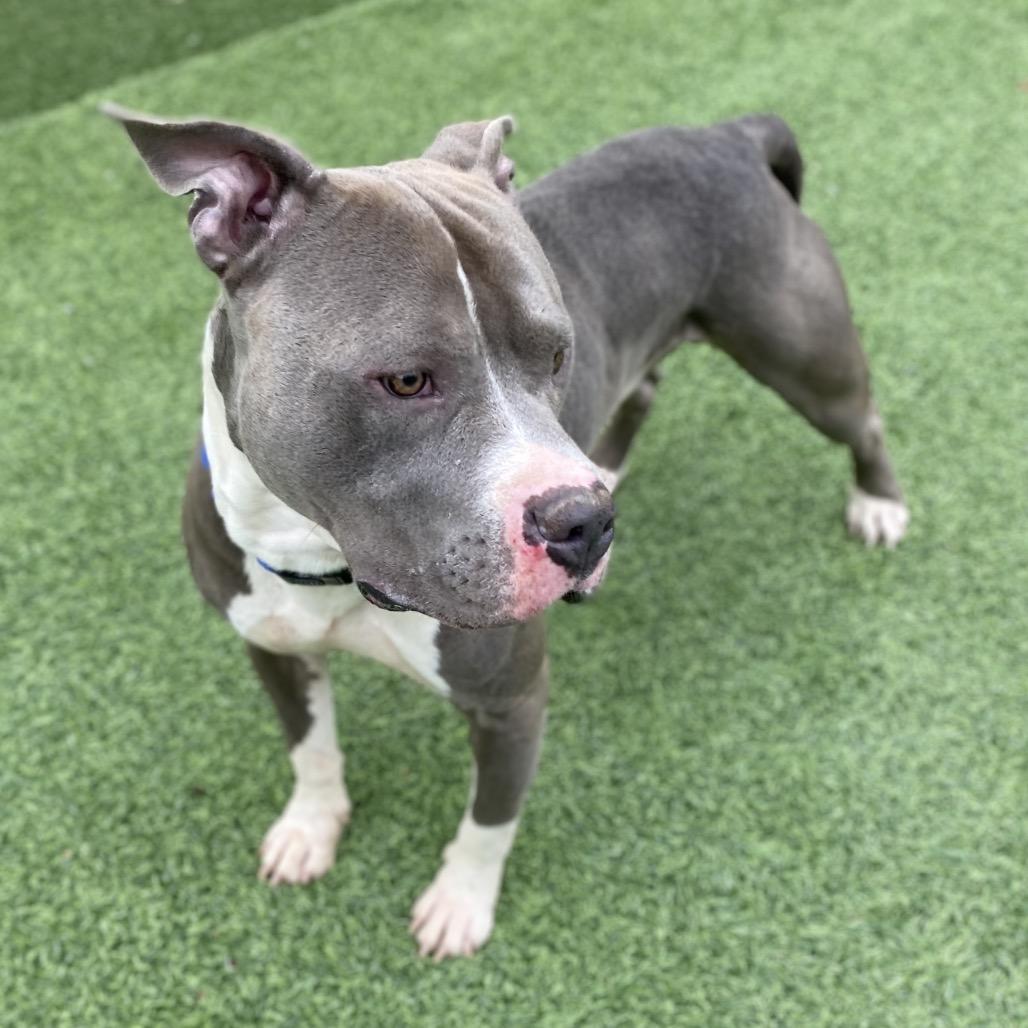 Enlarge Crunch, a Adoptable Mixed Breed in Batavia, OH image 2/3