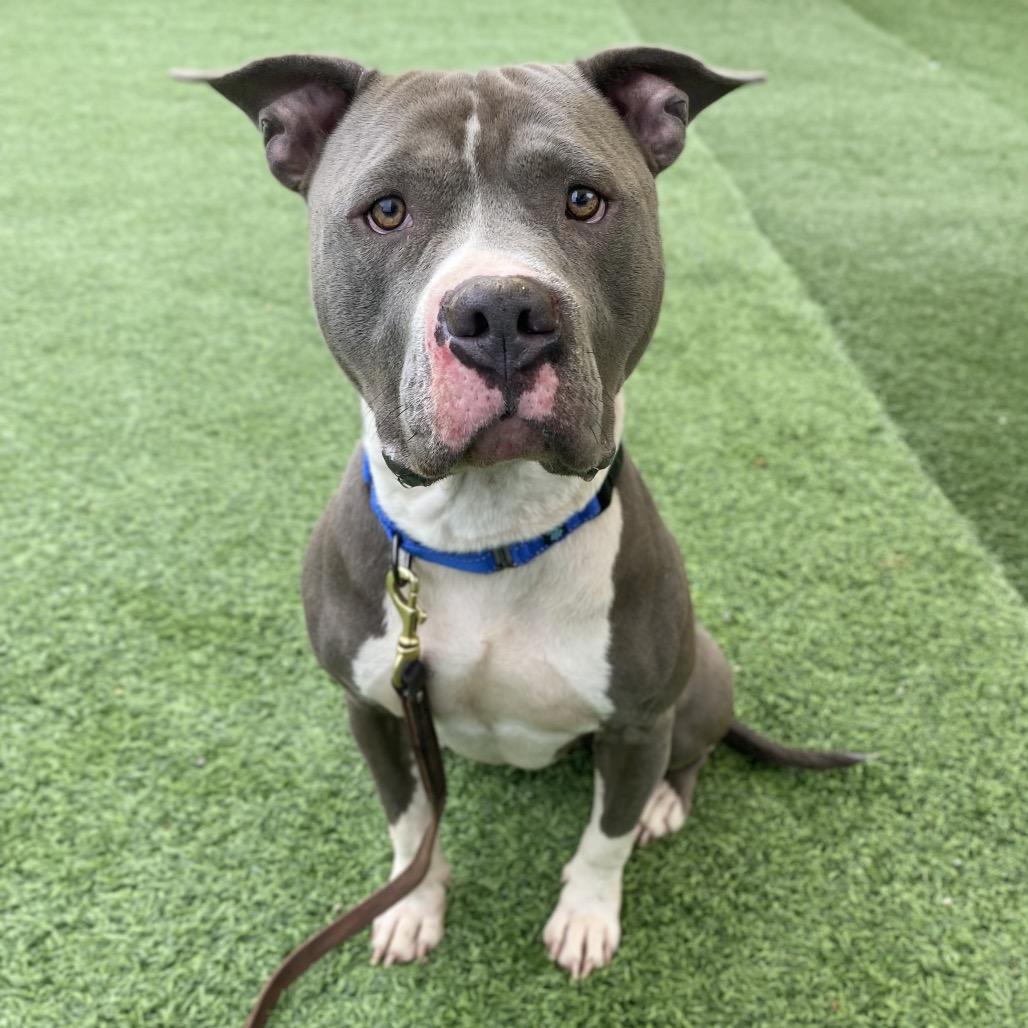 Enlarge Crunch, a Adoptable Mixed Breed in Batavia, OH image 3/3