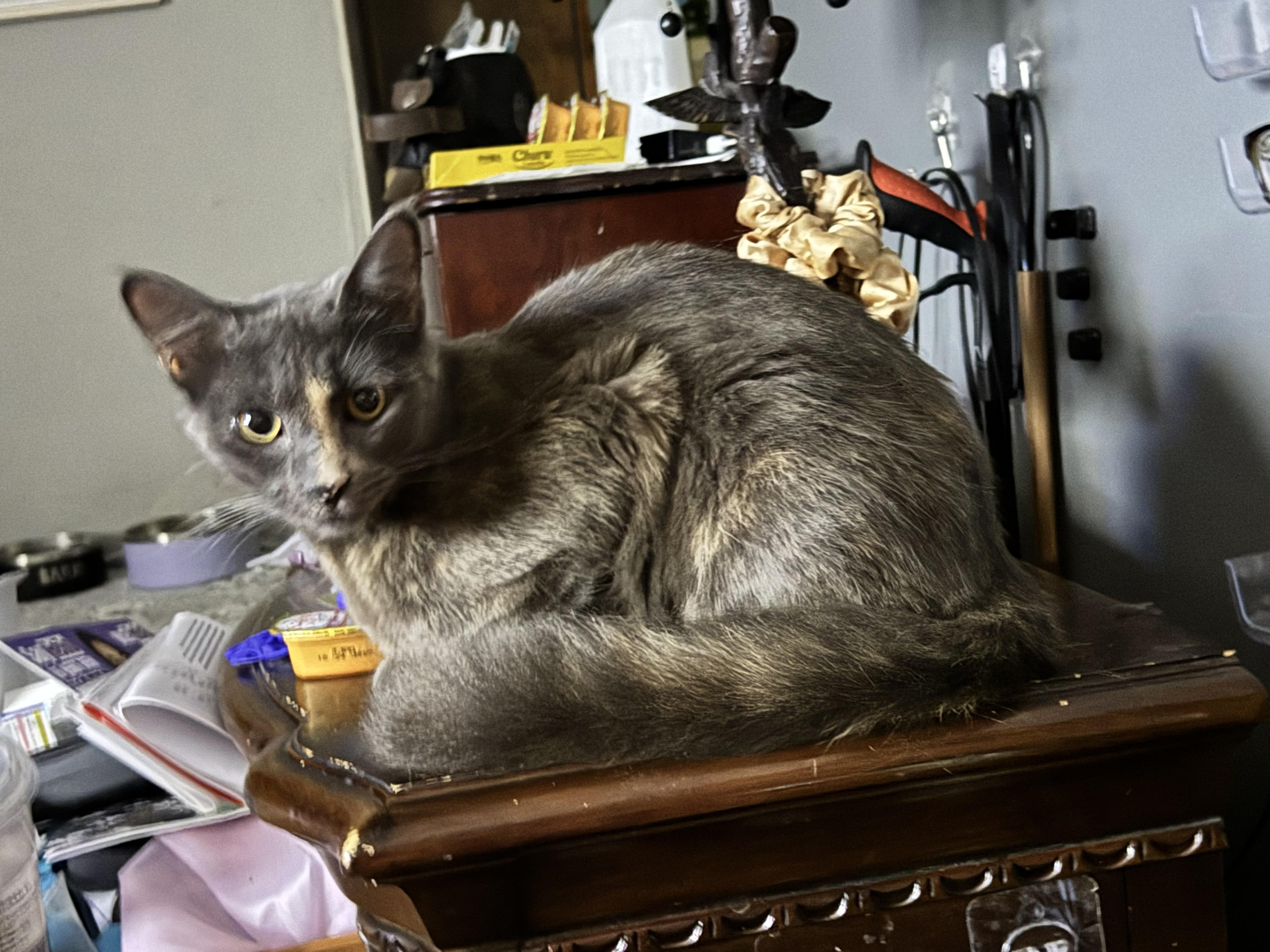 Clementine, ADOPTABLE, Young Female Dilute Calico.