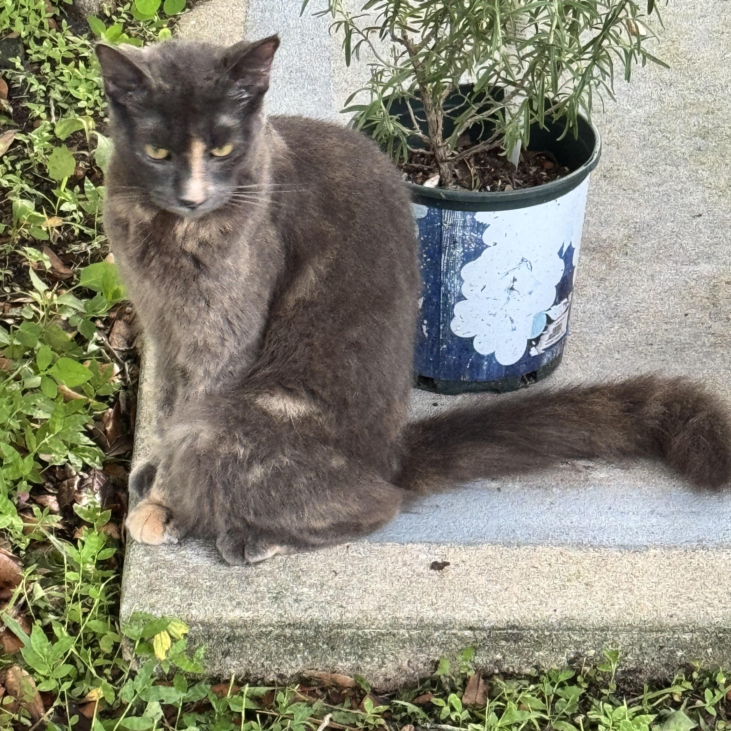 Enlarge Clementine, a ADOPTABLE Dilute Calico in Kissimmee, FL image 3/6