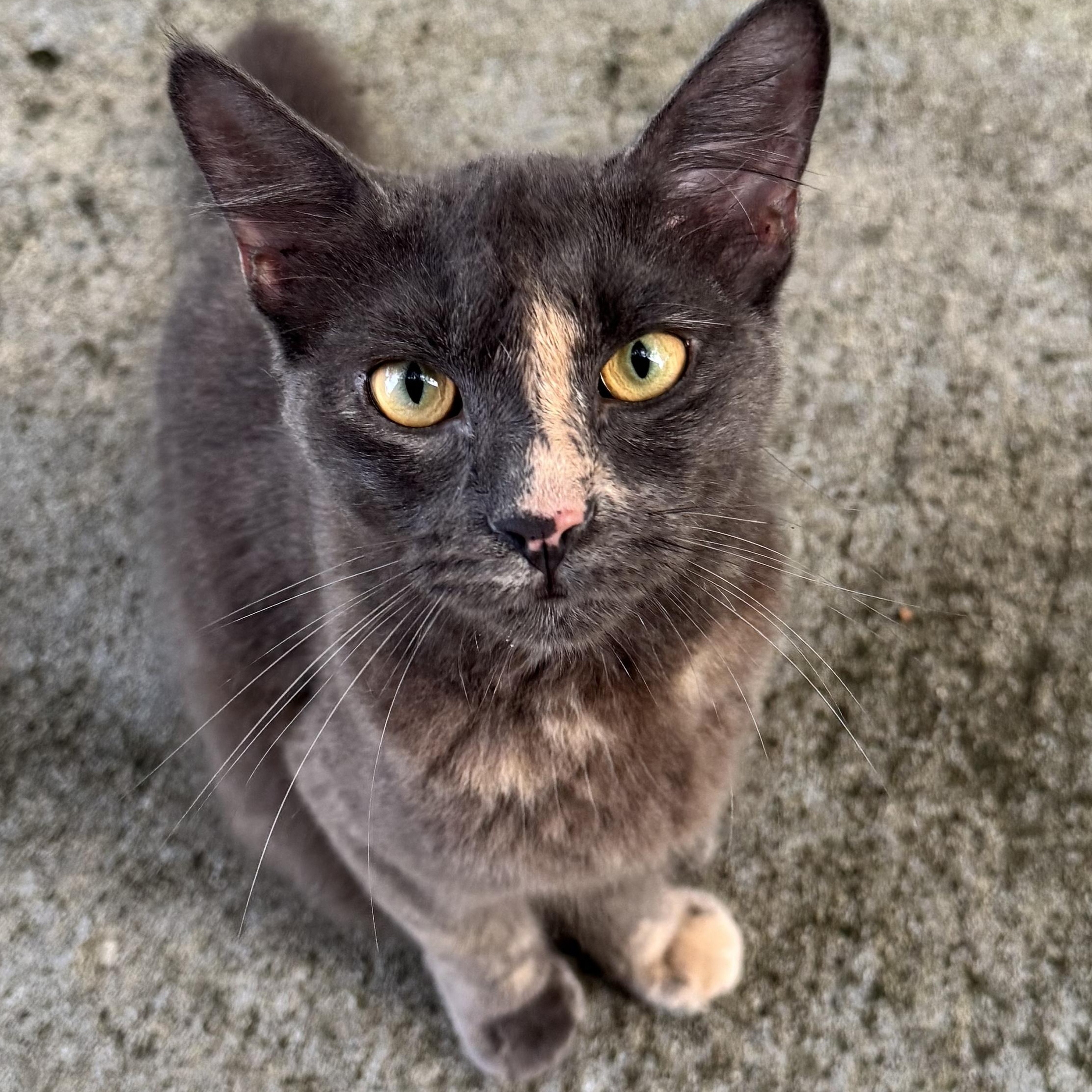 Enlarge Clementine, a ADOPTABLE Dilute Calico in Kissimmee, FL image 2/6