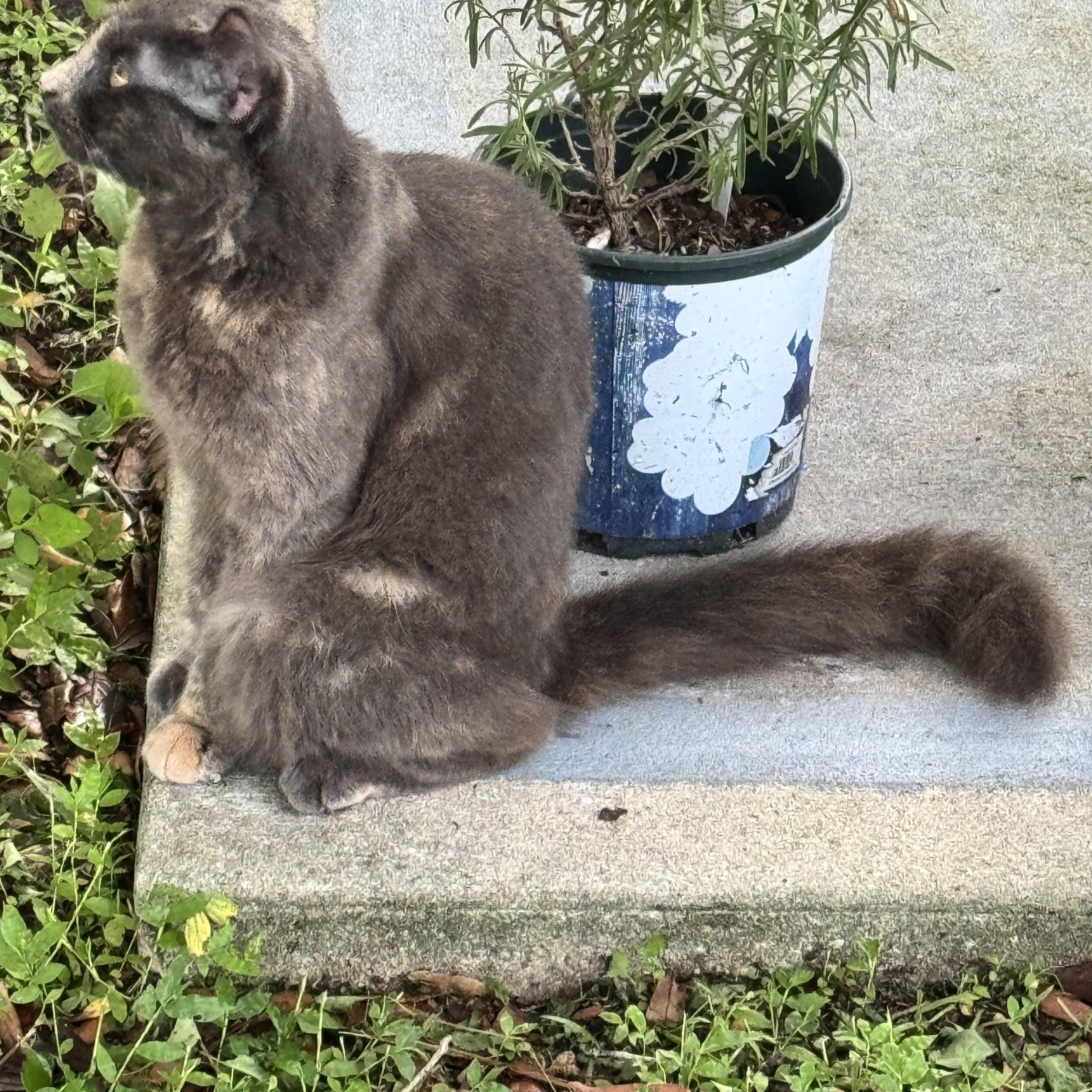 Enlarge Clementine, a ADOPTABLE Dilute Calico in Kissimmee, FL image 4/6