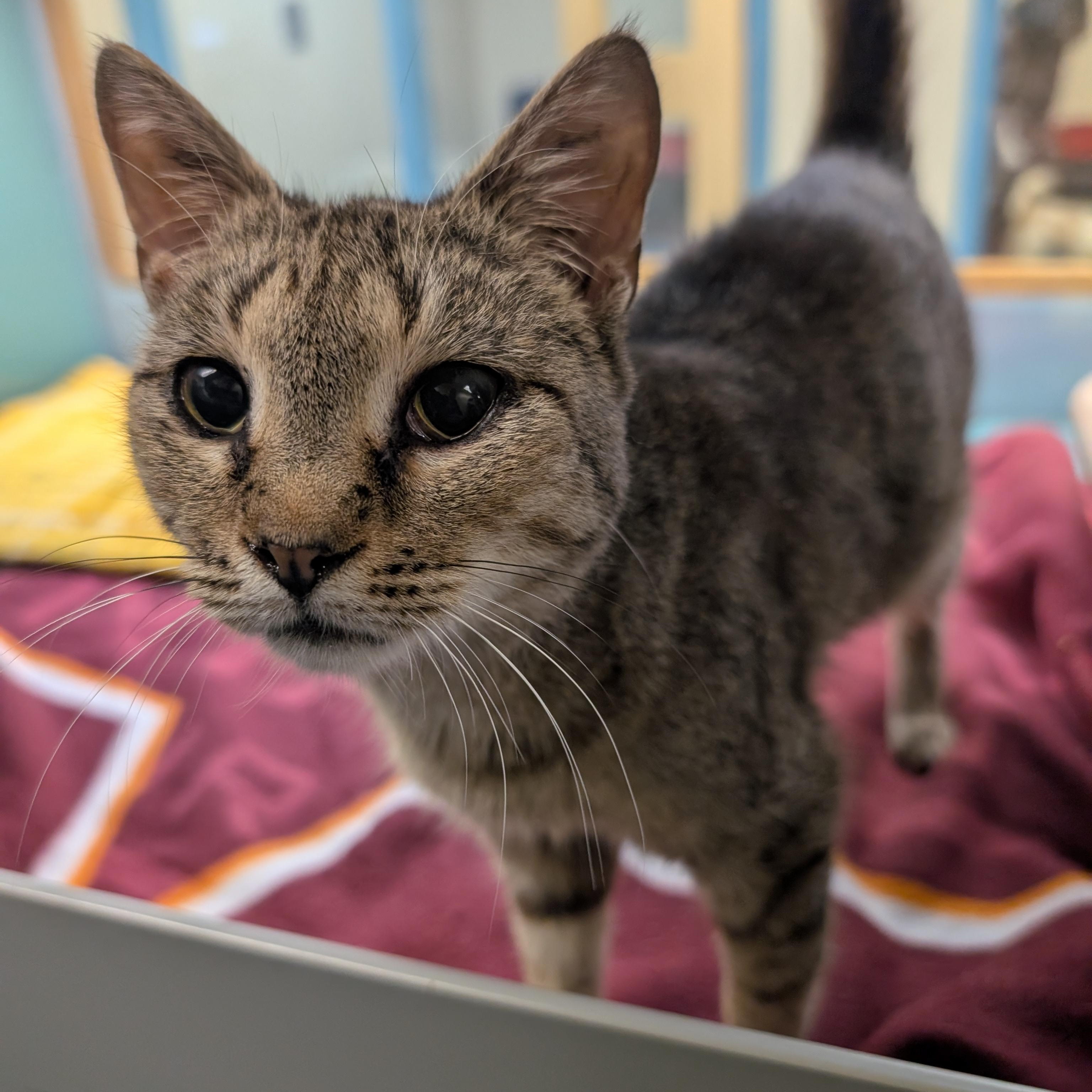 Enlarge Auggie, a ADOPTABLE Domestic Short Hair in Suffolk, VA image 1/1