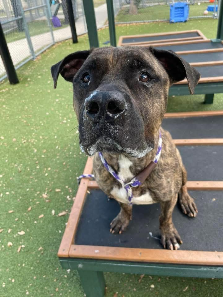 Enlarge Chester, a ADOPTABLE mixed breed in Deltona, FL image 4/5