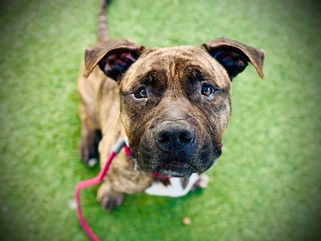 Enlarge Chester, a ADOPTABLE mixed breed in Deltona, FL image 5/5