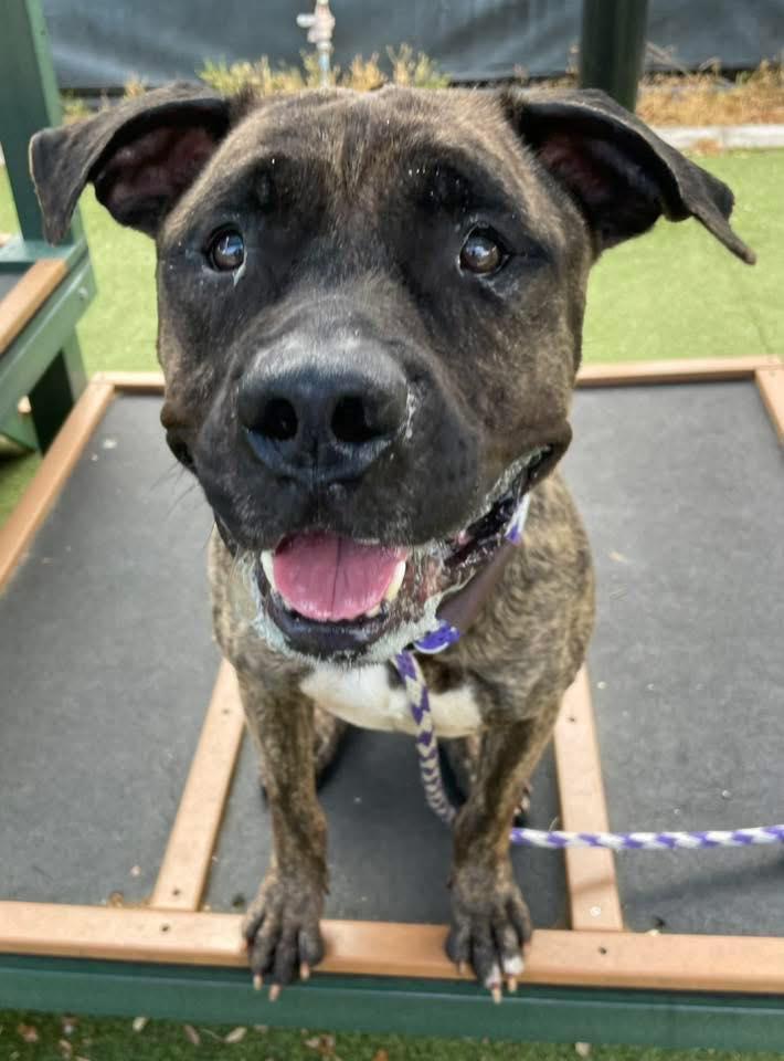 Enlarge Chester, a ADOPTABLE mixed breed in Deltona, FL image 1/5