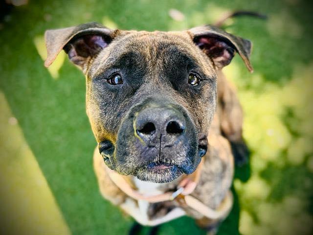 Enlarge Chester, a ADOPTABLE mixed breed in Deltona, FL image 2/5