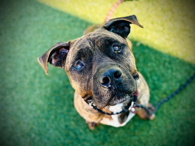 Enlarge Chester, a ADOPTABLE mixed breed in Deltona, FL image 3/5