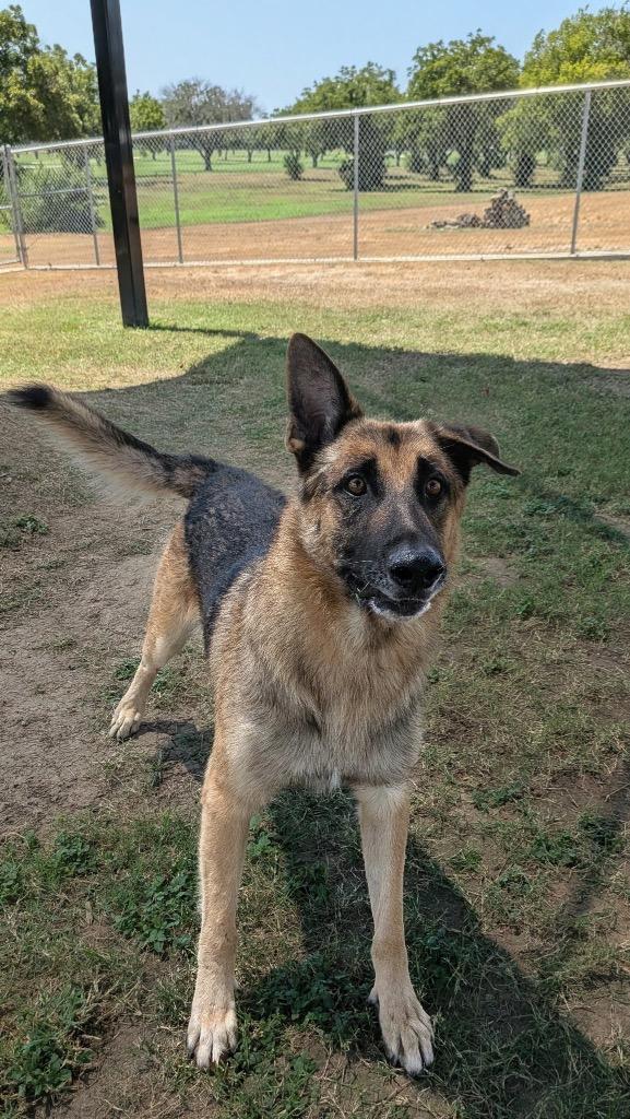 Webber, Adoptable, Young Male German Shepherd Dog.