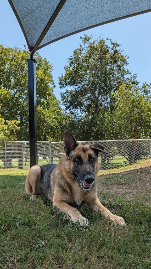 Enlarge Webber, a Adoptable German Shepherd Dog in Seguin, TX image 2/3
