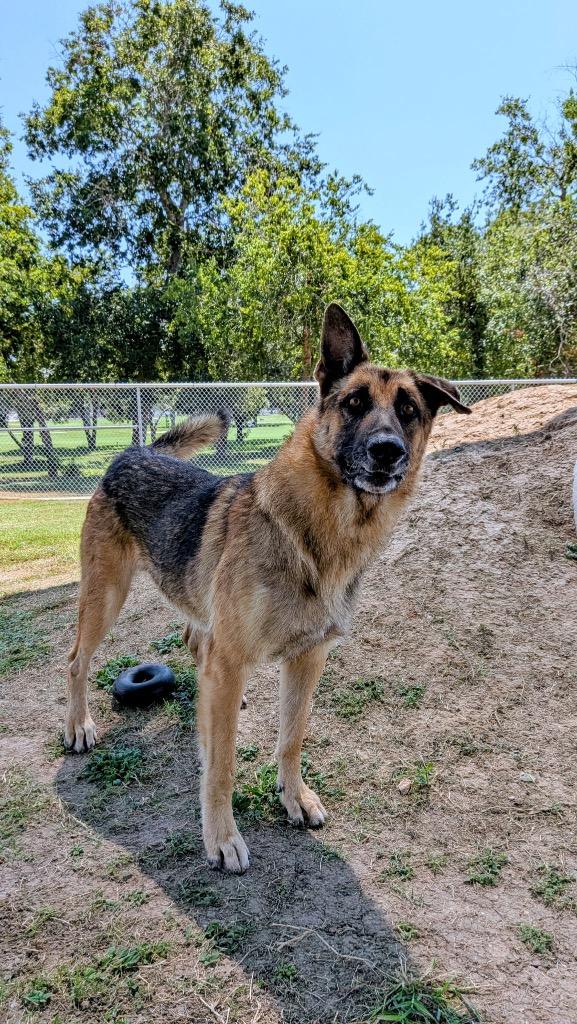 Enlarge Webber, a Adoptable German Shepherd Dog in Seguin, TX image 3/3