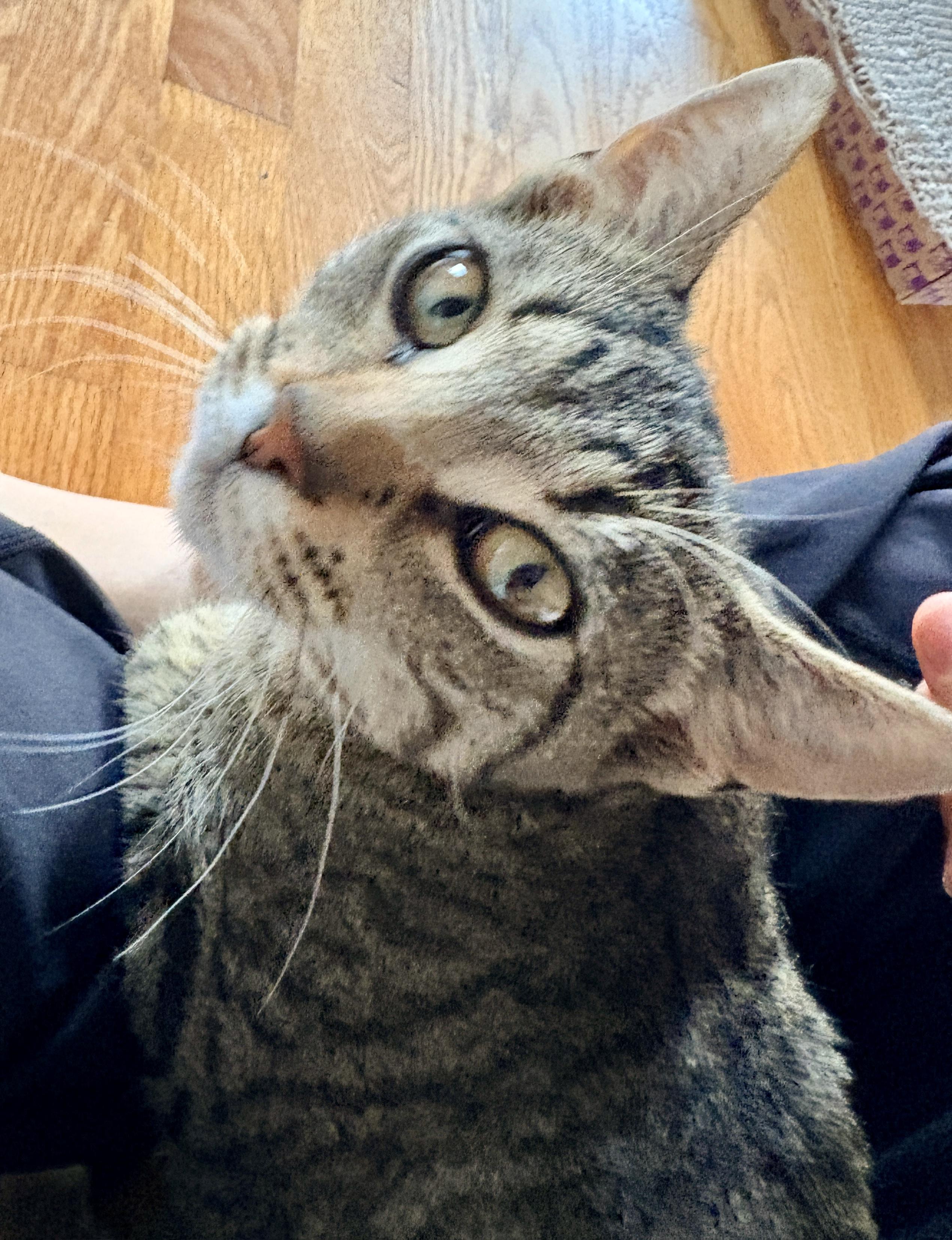 Enlarge Briar & Braidy, a Adoptable Domestic Short Hair in Andover, CT image 6/6