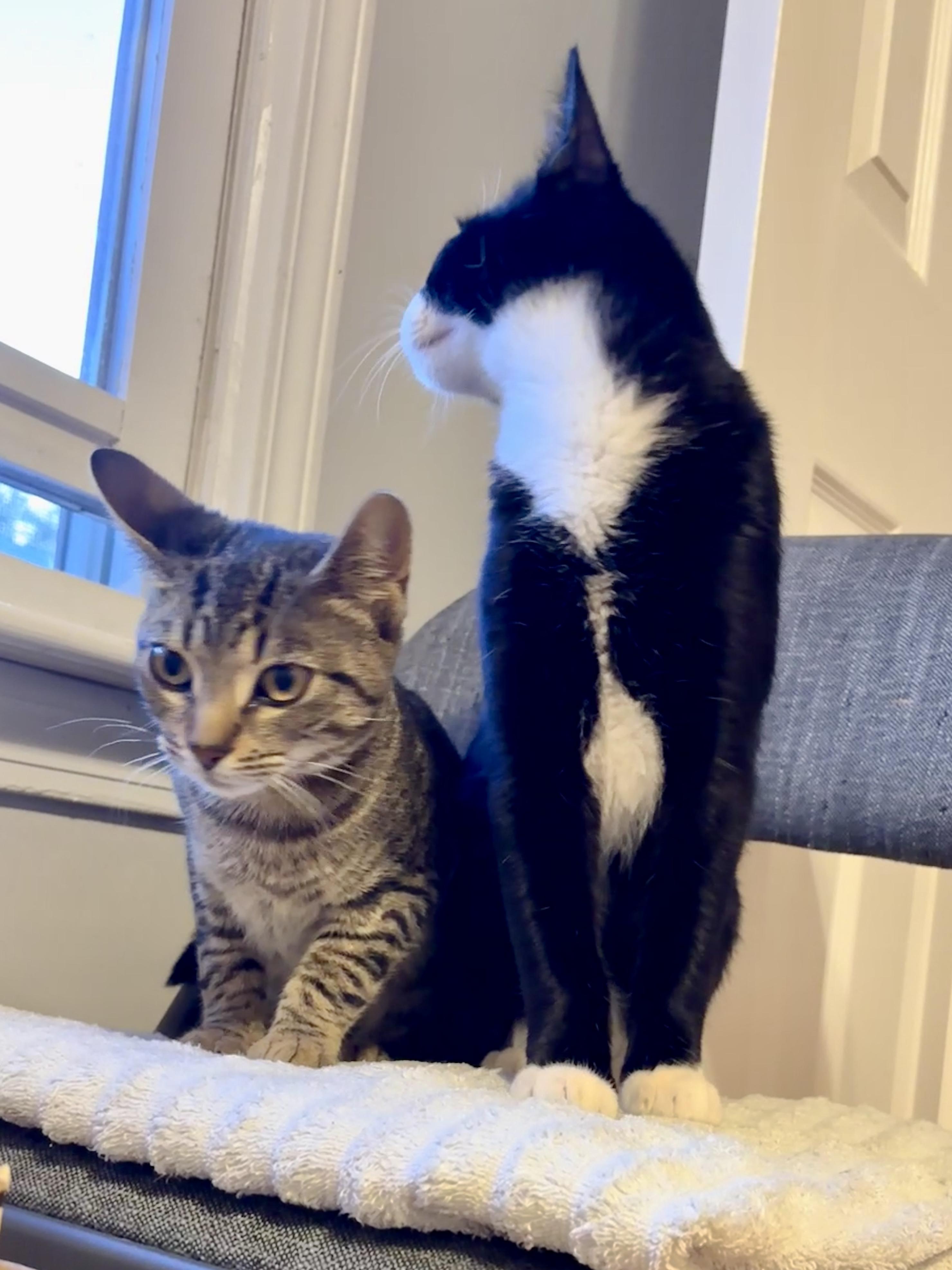 Enlarge Briar & Braidy, a Adoptable Domestic Short Hair in Andover, CT image 4/6