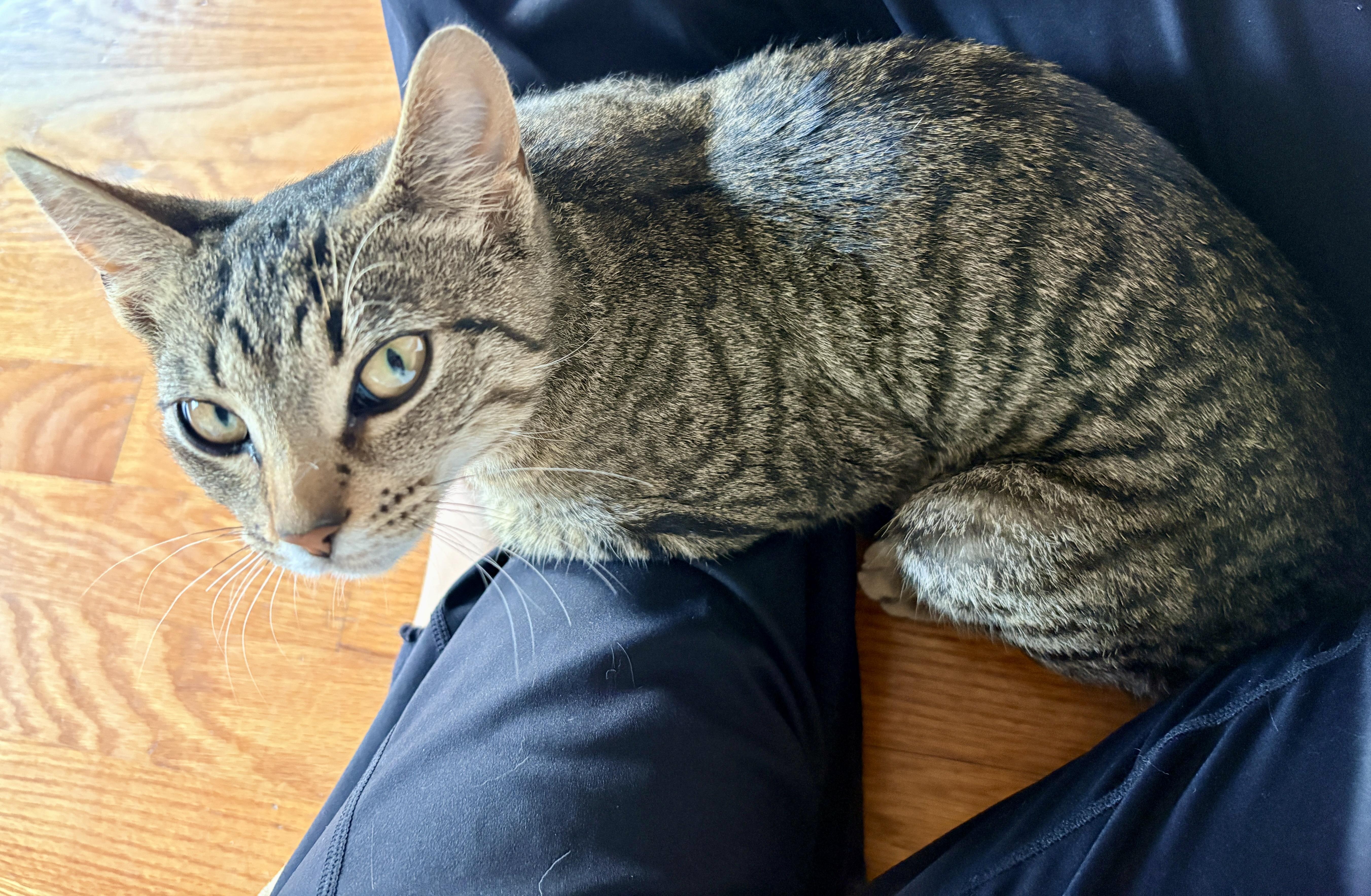 Enlarge Briar & Braidy, a Adoptable Domestic Short Hair in Andover, CT image 1/6
