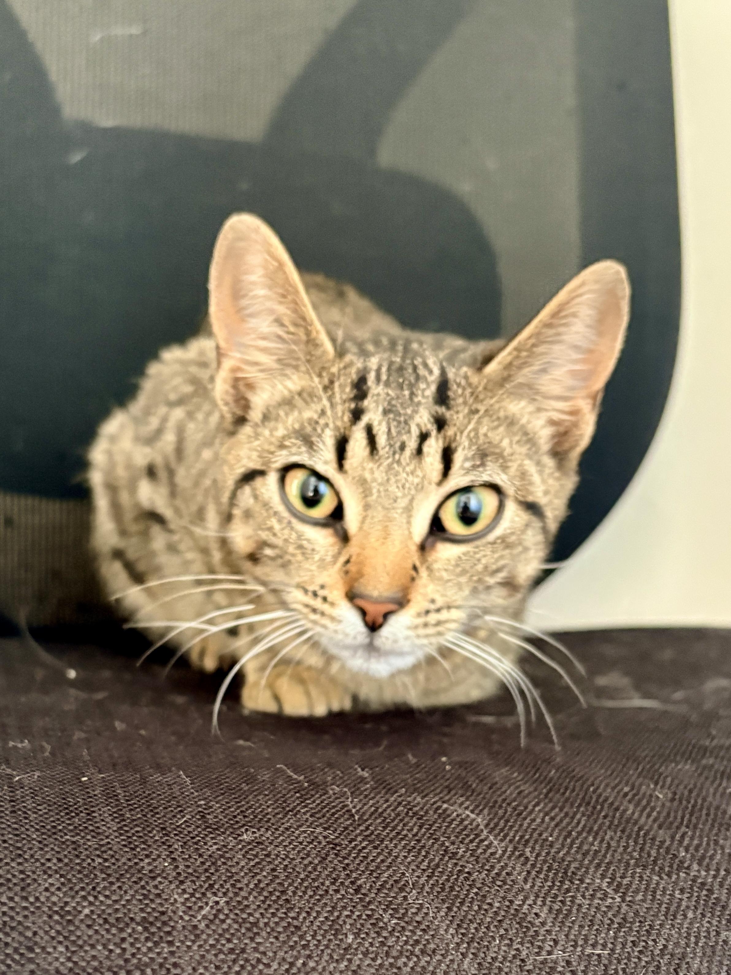 Enlarge Briar & Braidy, a Adoptable Domestic Short Hair in Andover, CT image 2/6