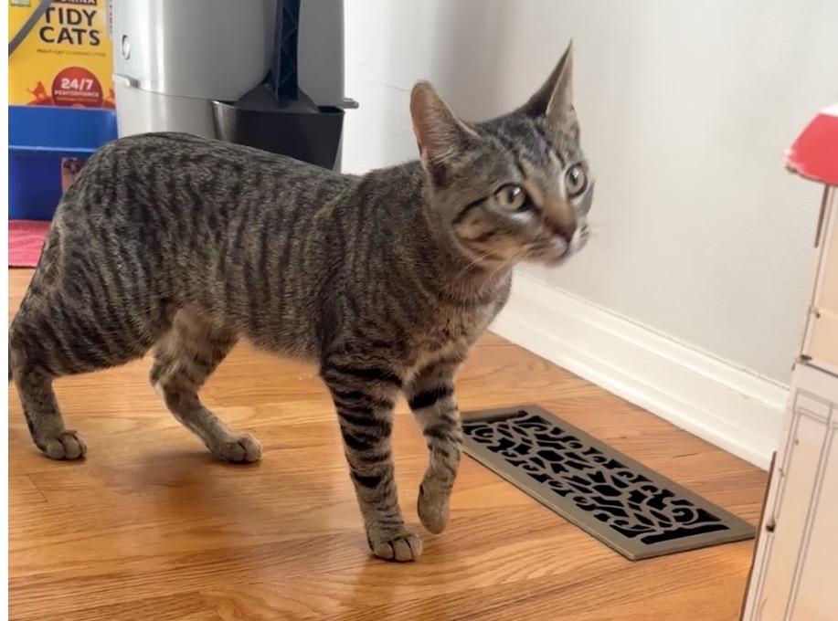 Enlarge Briar & Braidy, a Adoptable Domestic Short Hair in Andover, CT image 3/6