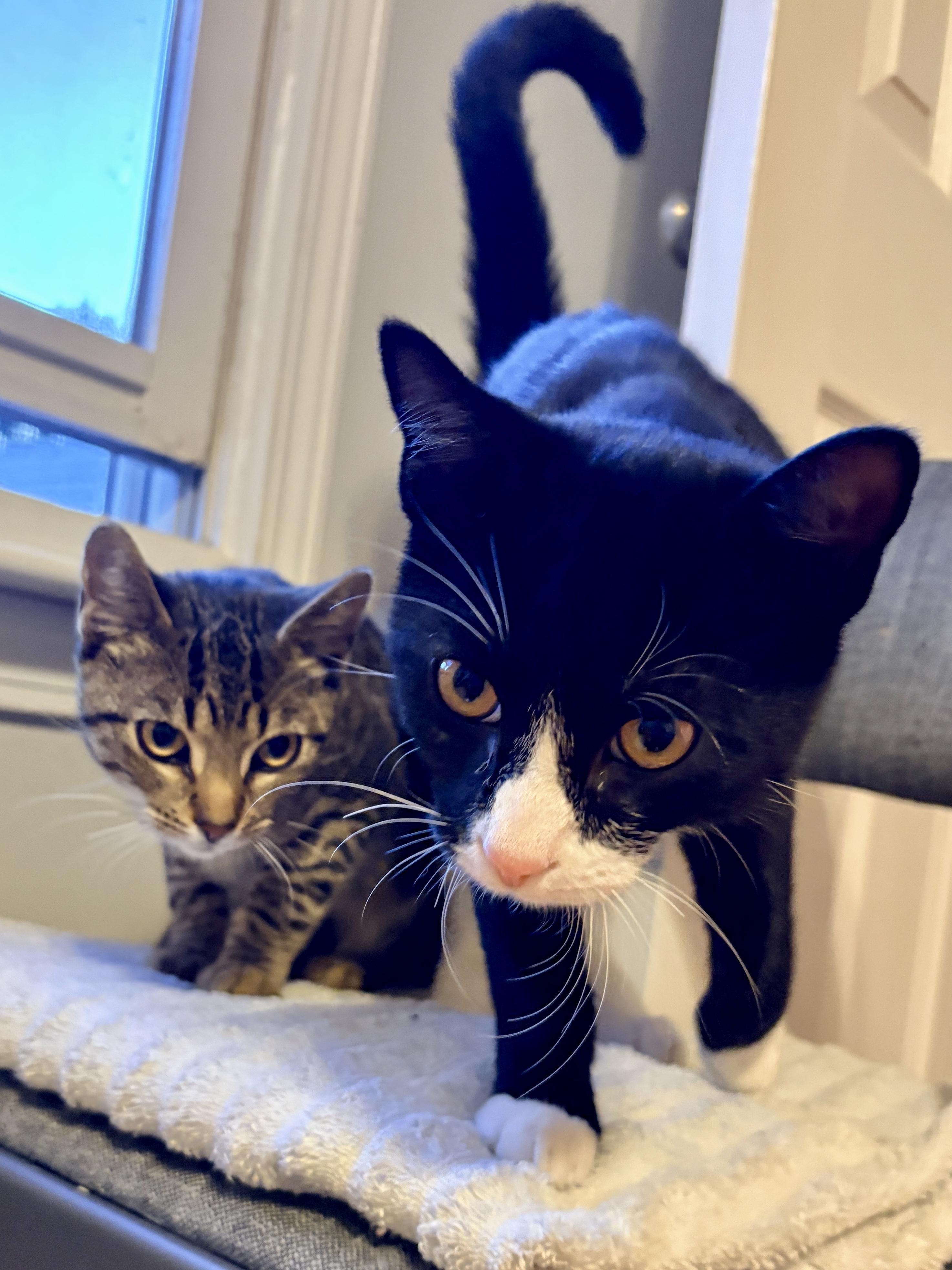 Enlarge Briar & Braidy, a Adoptable Domestic Short Hair in Andover, CT image 5/6
