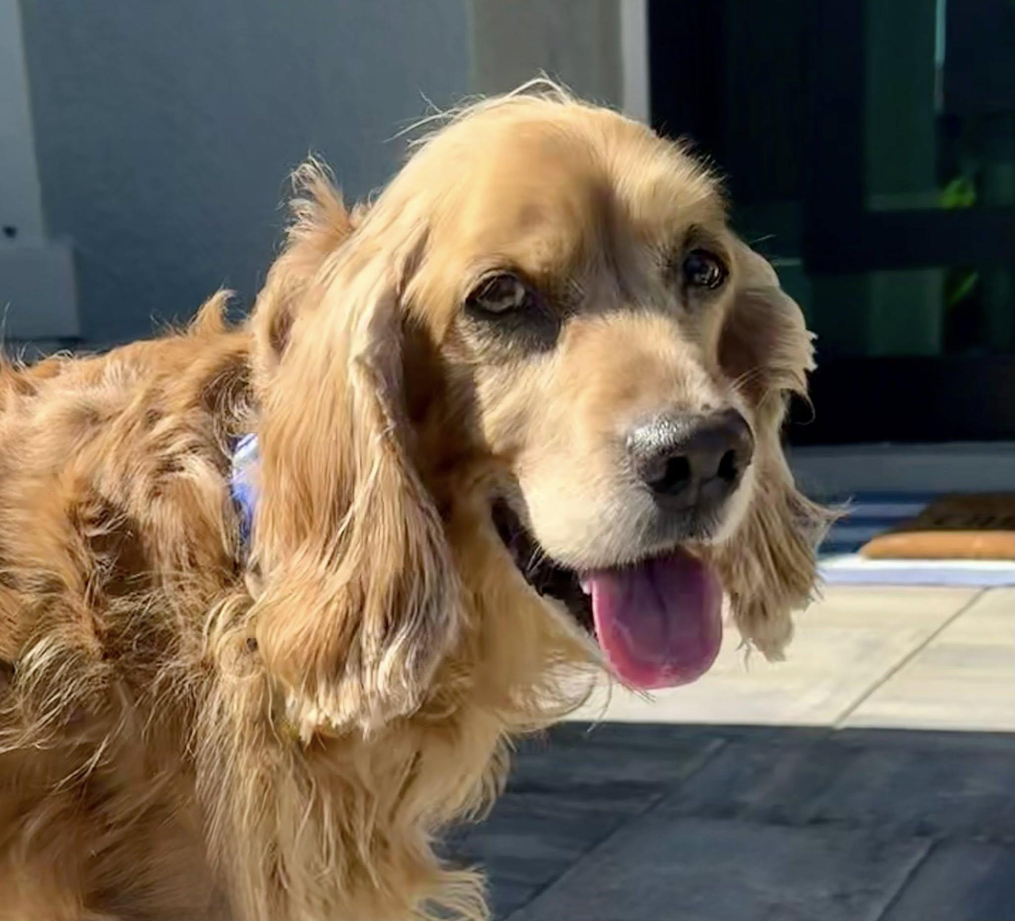 Enlarge Benny, an adoptable Cocker Spaniel in Cape Coral, FL image 1/6