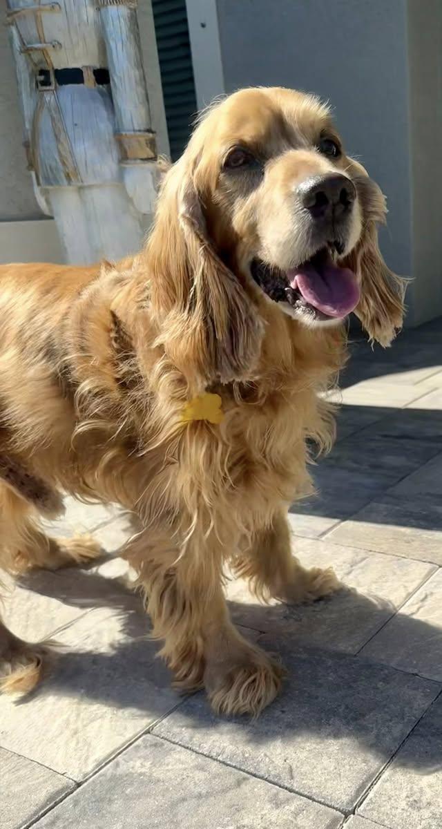 Enlarge Benny, an adoptable Cocker Spaniel in Cape Coral, FL image 3/6