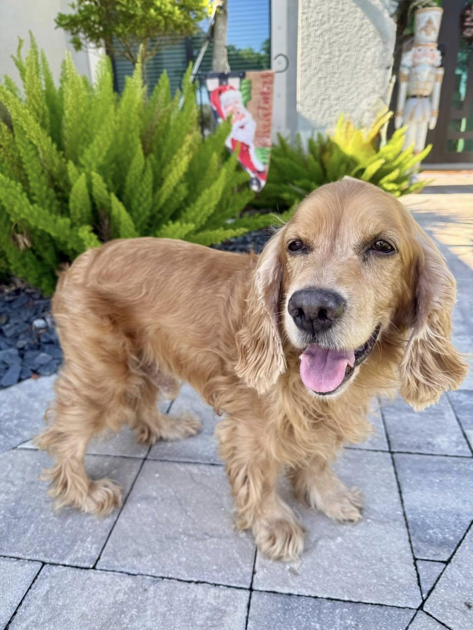 Enlarge Benny, an adoptable Cocker Spaniel in Cape Coral, FL image 4/6