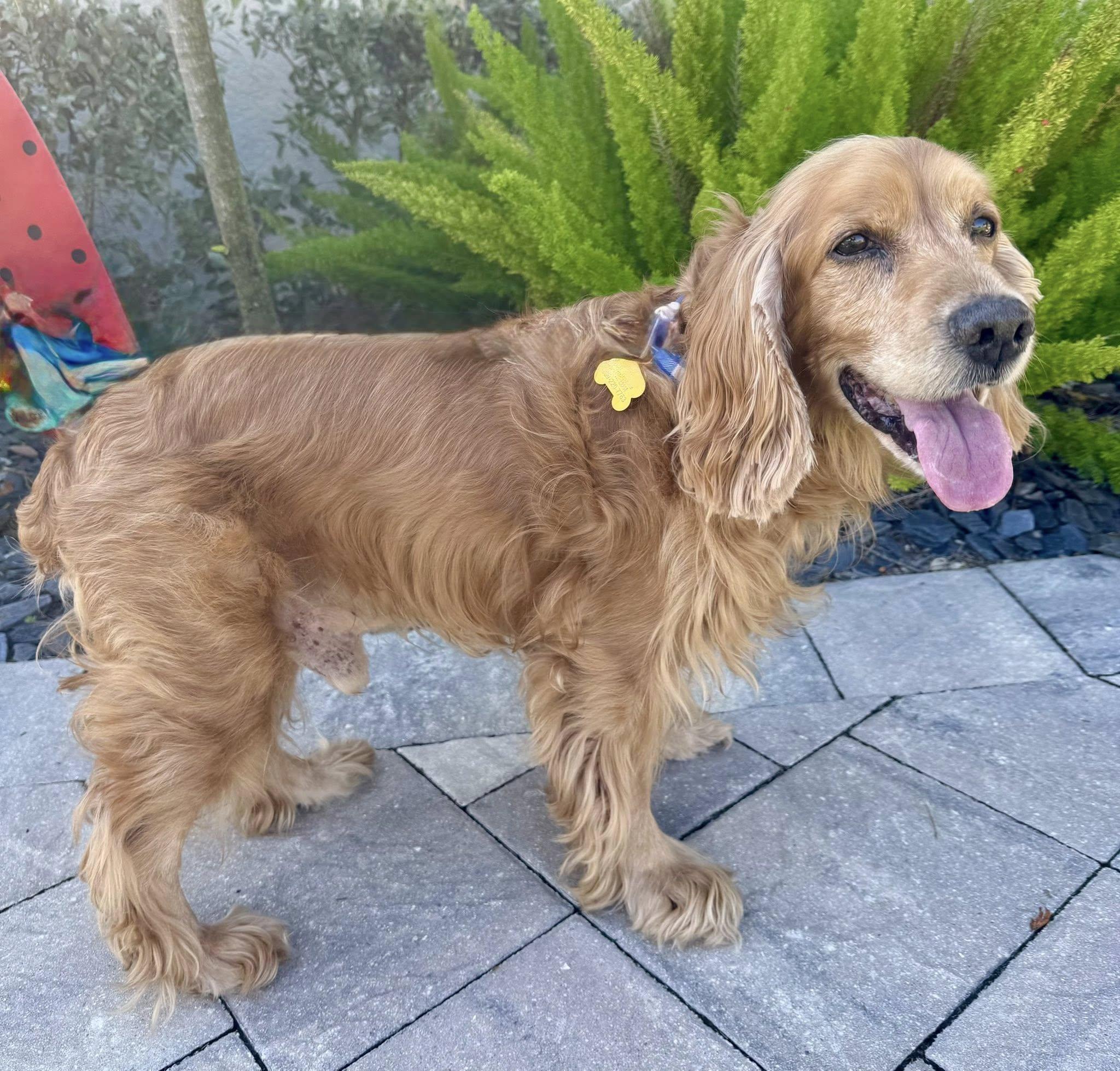 Enlarge Benny, an adoptable Cocker Spaniel in Cape Coral, FL image 5/6