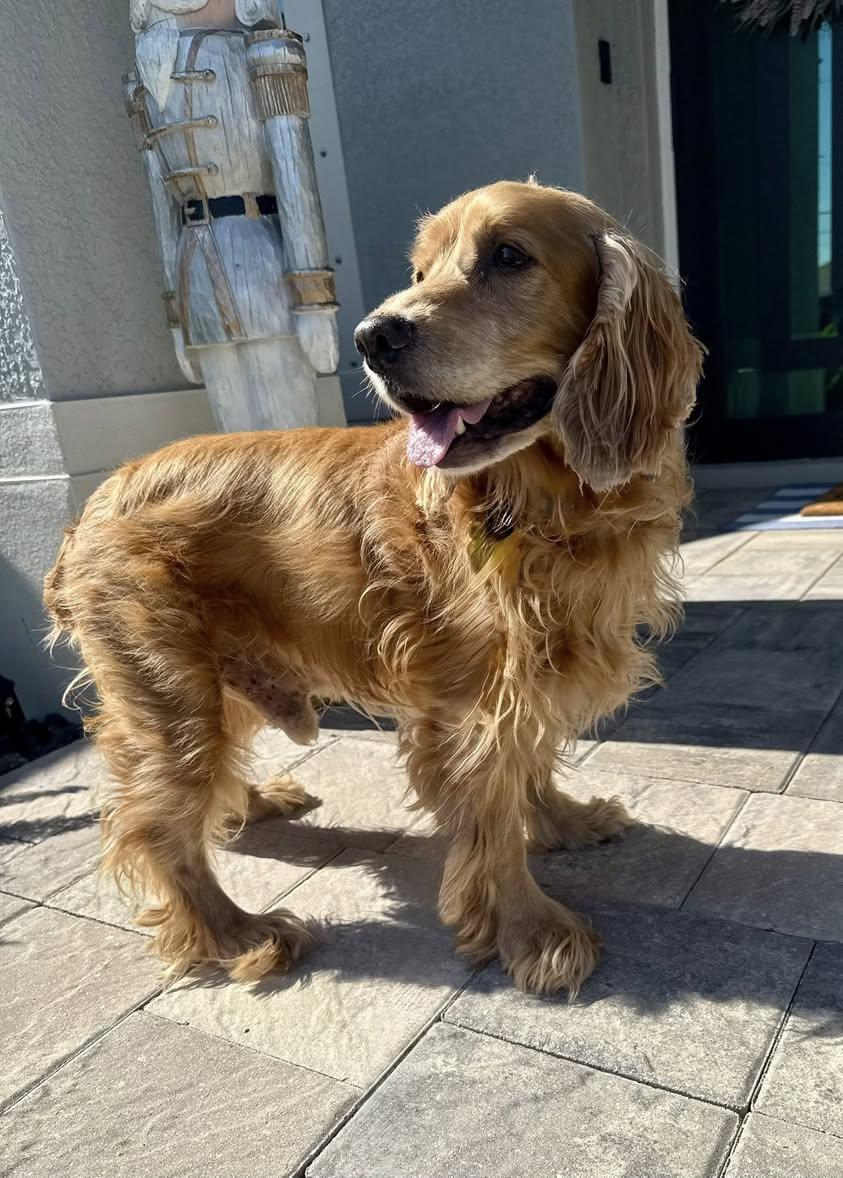 Enlarge Benny, an adoptable Cocker Spaniel in Cape Coral, FL image 2/6