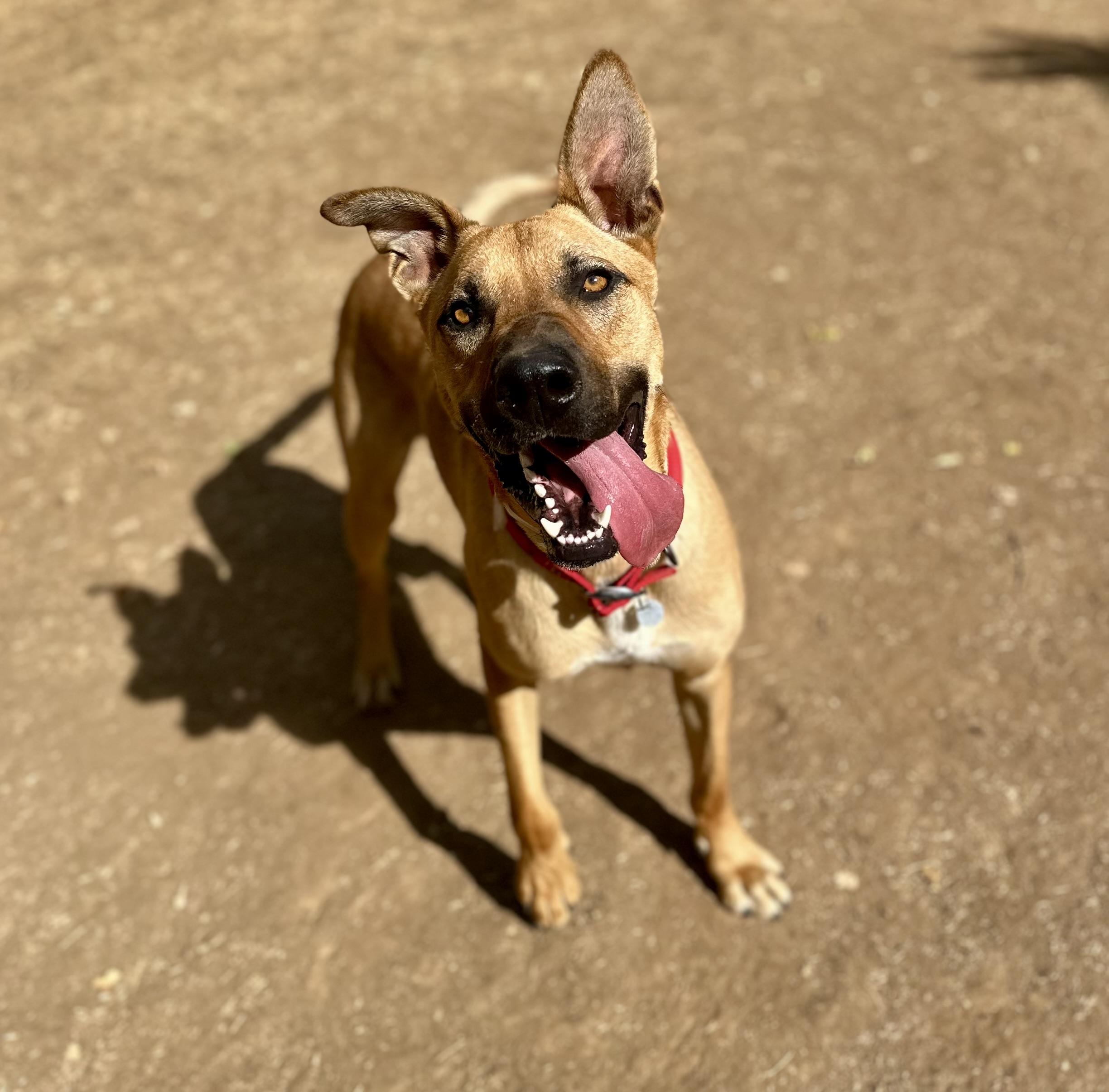 Enlarge Samson 0125, a Adoptable mixed breed in Sonora, CA image 2/4