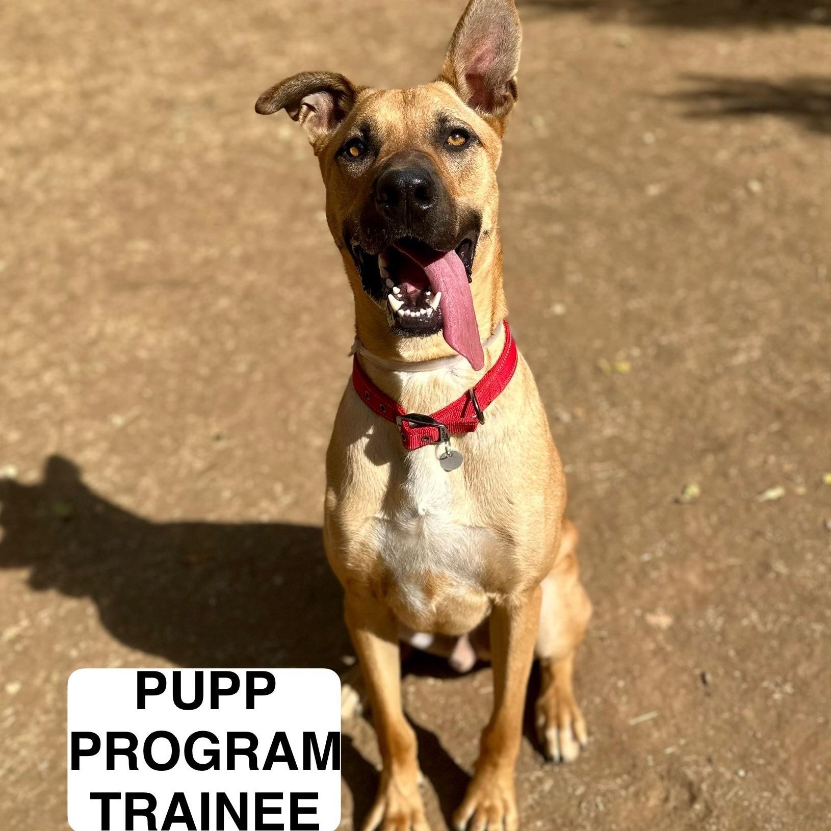 Enlarge Samson 0125, a Adoptable mixed breed in Sonora, CA image 1/4