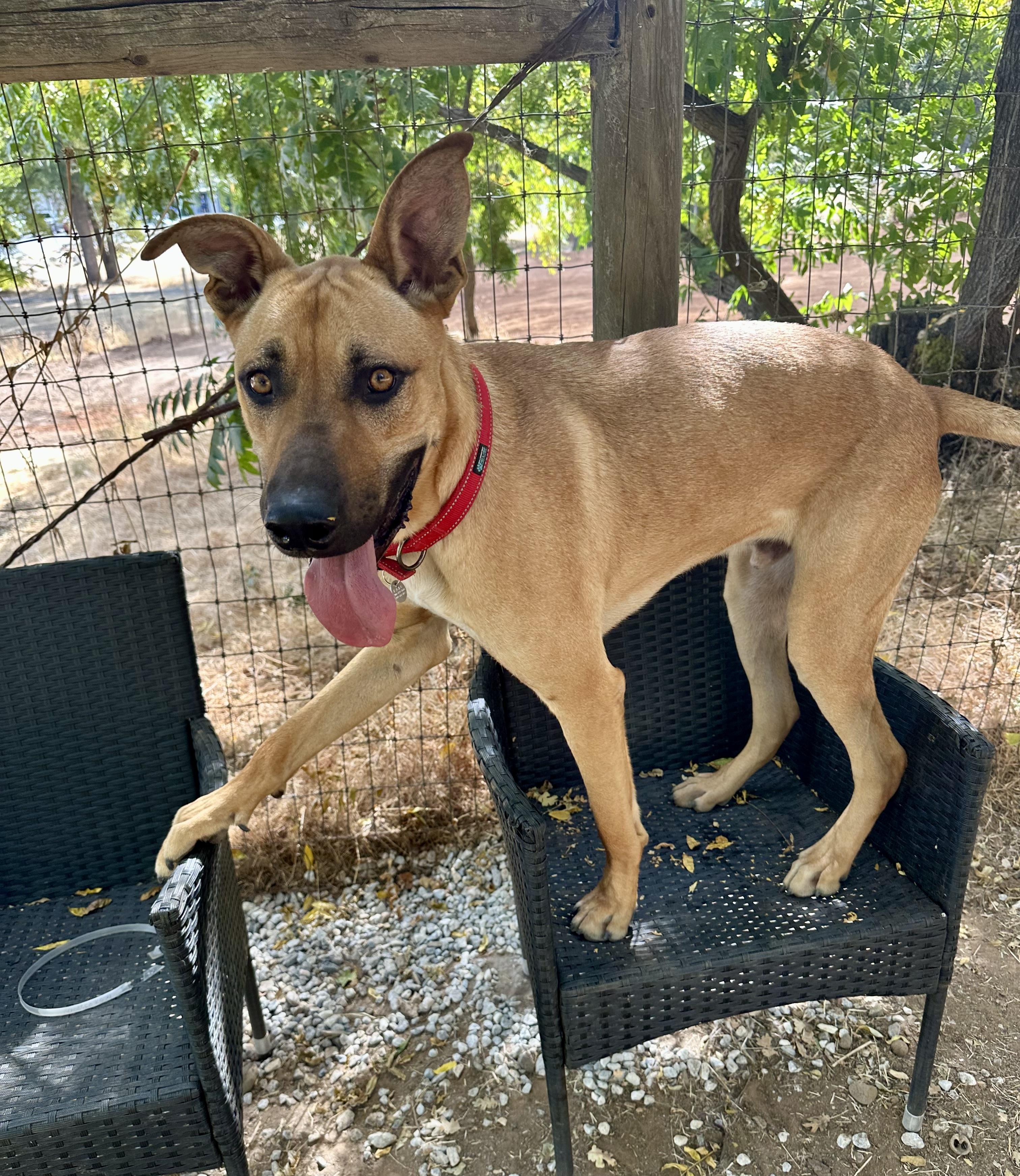 Enlarge Samson 0125, a Adoptable mixed breed in Sonora, CA image 3/4