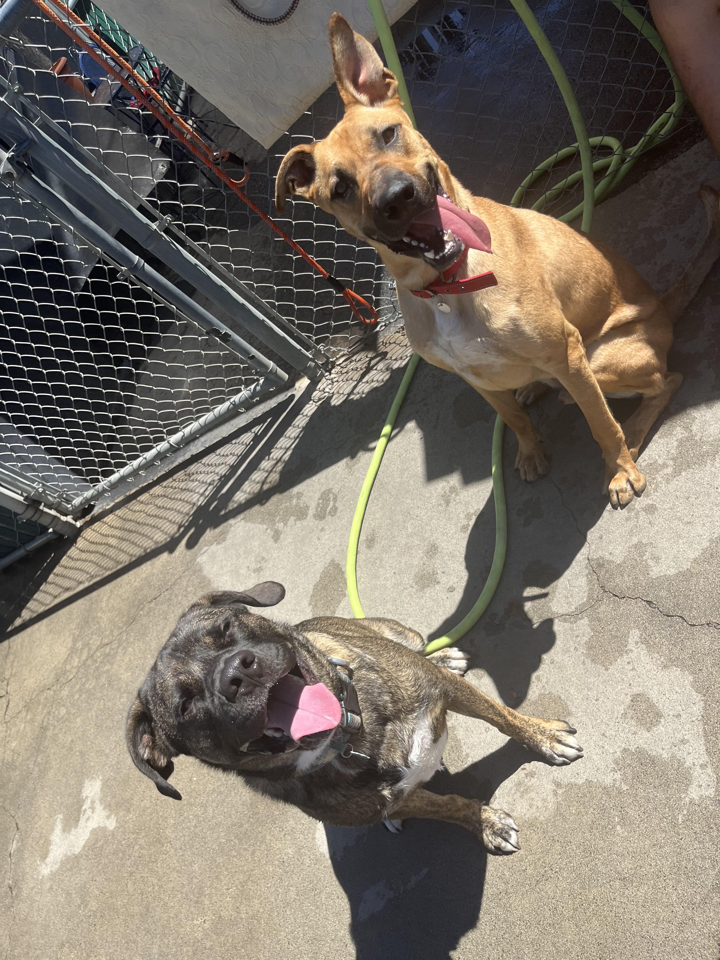 Samson 0125 — thumbnail 4