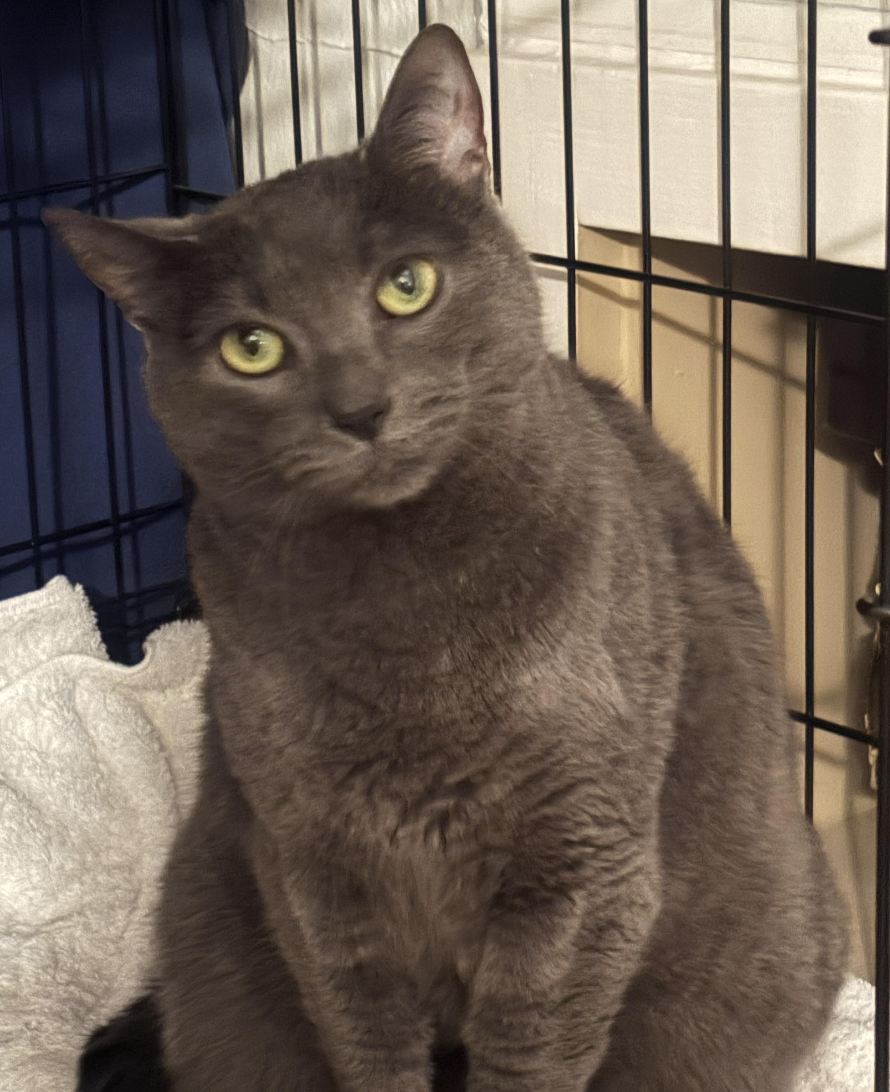 Charcoal26, a ADOPTABLE Domestic Short Hair in Milwaukee, WI image 2/2