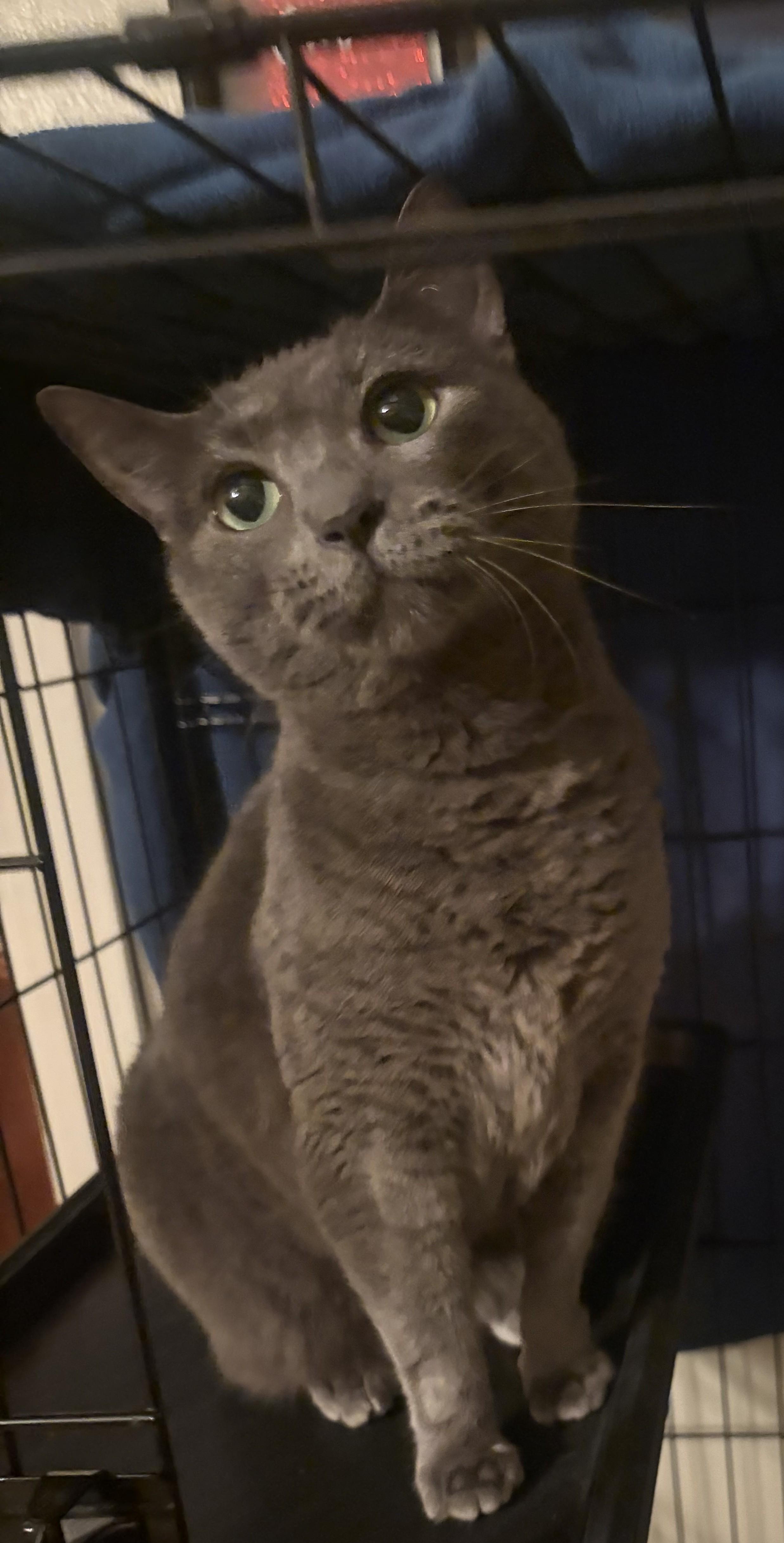 Charcoal26, ADOPTABLE, Adult Female Domestic Short Hair.