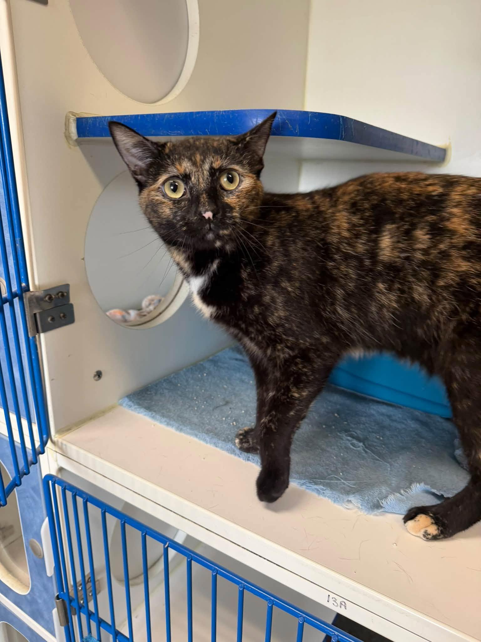 Enlarge Shylo, a Adoptable Domestic Short Hair in Clinton, IL image 2/2