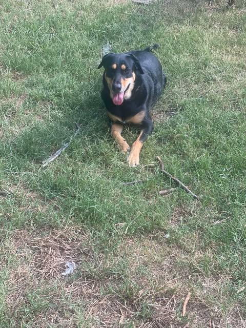 Enlarge Hana, a Adoptable German Shepherd Dog in Grove City, OH image 3/6