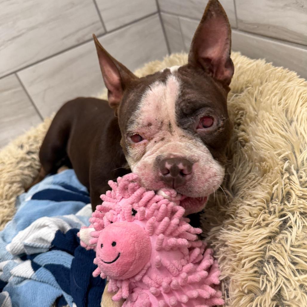 Indigo, Adoptable, Adult Female Pit Bull Terrier.