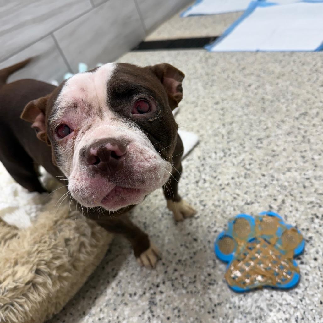 Indigo, Adoptable, Adult Female American Bulldog.