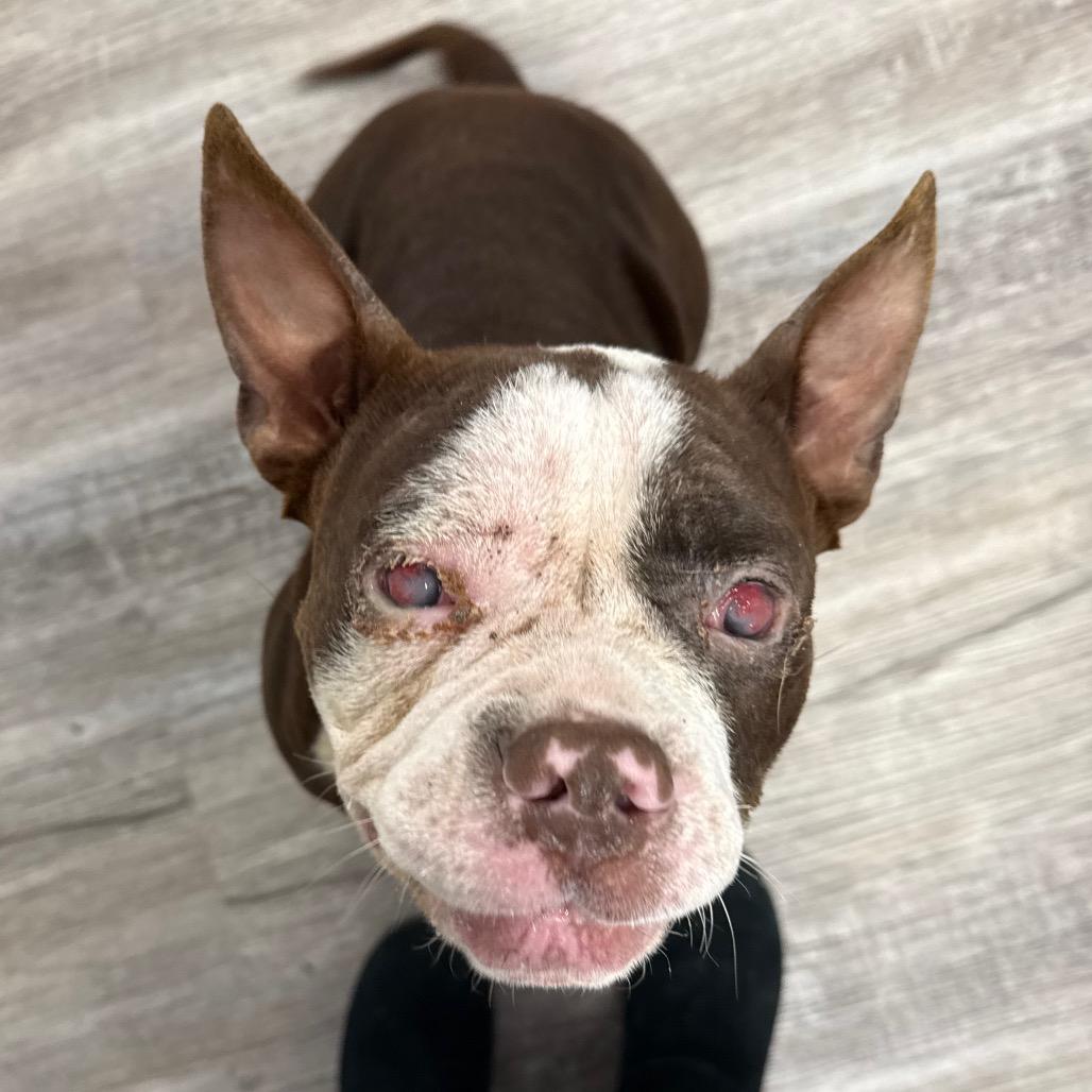 Enlarge Indigo, a Adoptable Pit Bull Terrier in Muncie, IN image 3/6