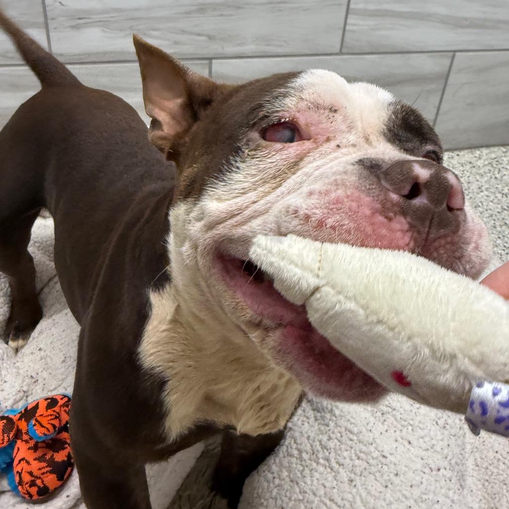 Enlarge Indigo, a Adoptable Pit Bull Terrier in Muncie, IN image 5/6