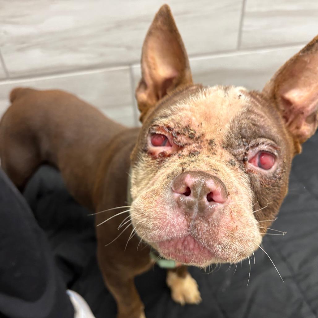 Enlarge Indigo, a Adoptable Pit Bull Terrier in Muncie, IN image 6/6