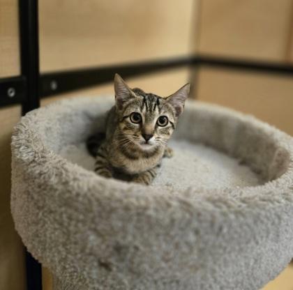 95120a Ellie- PetSmart West Ashley, Adoptable, Young Female Domestic Short Hair & Domestic Short Hair.