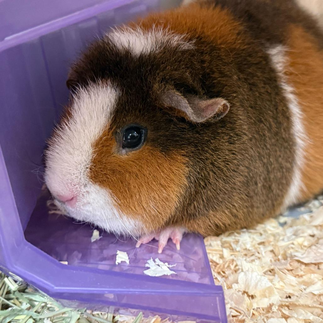 Enlarge Sunny, a Adoptable Guinea Pig in Rifle, CO image 1/1