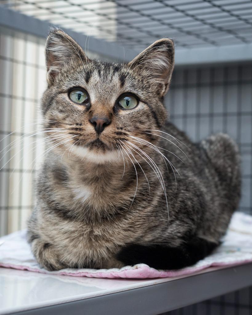 Enlarge Bowen, a Adoptable mixed breed in Boone, IA image 1/1