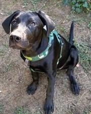 Pax-Available (Courtesy Post) lharinfo@gmail.com for additional information