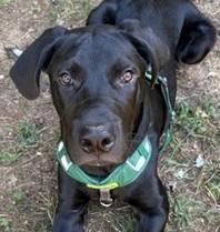 Pax-Available (Courtesy Post) lharinfo@gmail.com for additional information